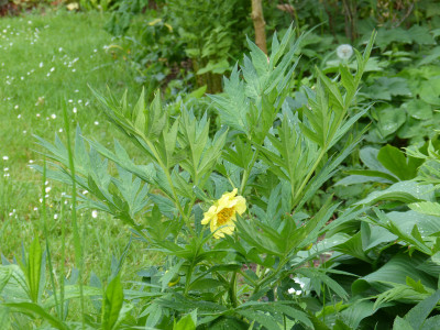 2018-05-10 Paeonia 2.jpg