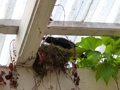 2018-05-10 Amsel.jpg