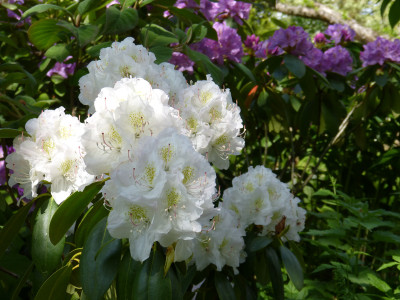 2018-05-10 Rhododendron 2.jpg