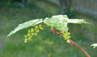 2018-05-10 Acer conspicuum 'Phoenix'.jpg