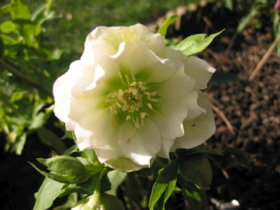 Helleborus_gefuellt_weiss_07.jpg