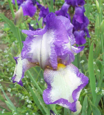 100_7469 Sämling Plicata.jpg