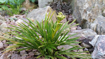 Aciphylla monroi 2018.jpg