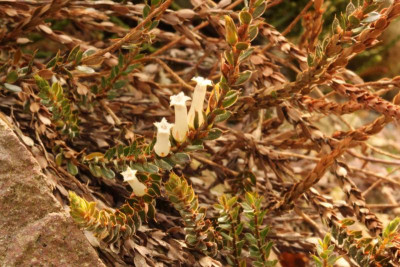 Leucopogon fraseri 10.05.18.jpg