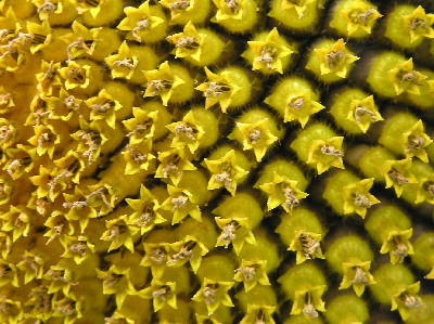 Sonnenblume-2.jpg