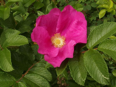 P5280471.JPG