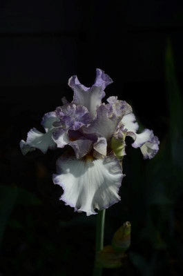 D2981 (Large).JPG
