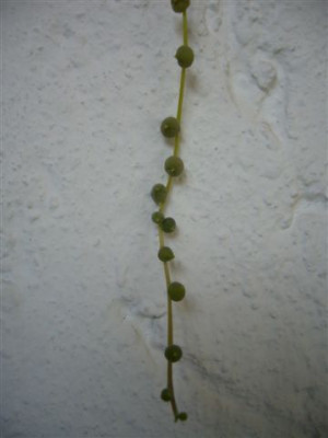 27.03.2007.4.JPG