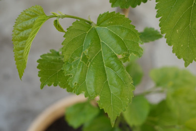 blatt2.jpg