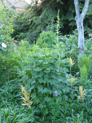 2018-05-11 Delphinium.jpg
