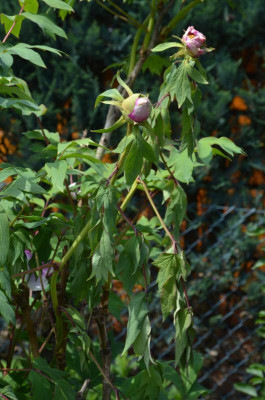 DSC_9079.JPG
