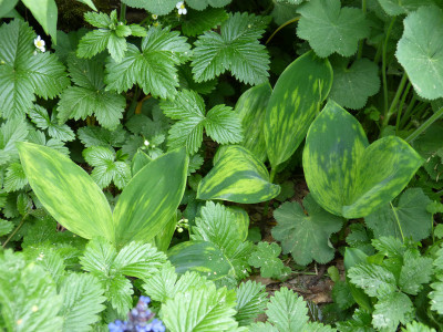 2018-05-11 Convallaria majalis 'Green Tapestry'.jpg