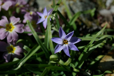C0135_Ipheion_uniflorum_Whisley_Blue.jpg