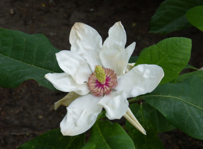 2018-05-11 Magnolia 'Charles Coates'.jpg