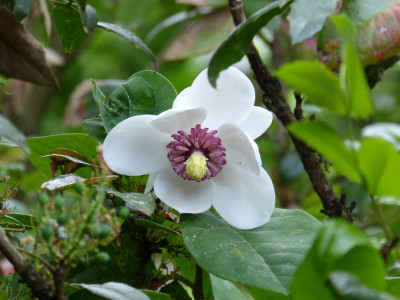 2018-05-11 Magnolia sieboldii.jpg
