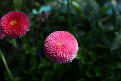 C0139_Tausendschonchen_rosa.jpg