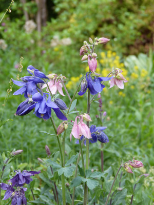 2018-05-11 Aquilegia 1.jpg