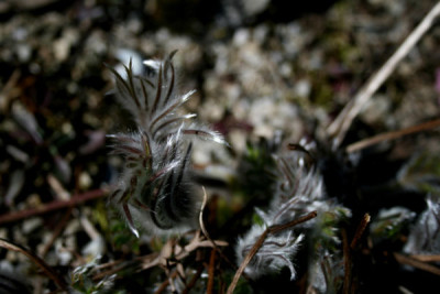 C0137_Pulsatilla_im_Pelz.jpg