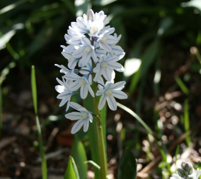 C0144_Puschkinie.jpg