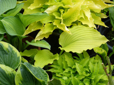 2018-05-12 Hosta 'Dancing Queen'.jpg