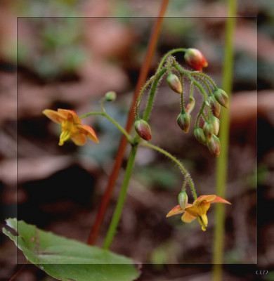 comp_Epimedium_maerz07.jpg