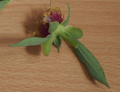 P.officinalis oder 2.jpg