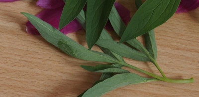P.officinalis oder 5.jpg