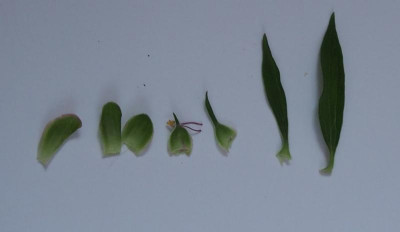 P.officinalis ssp officinalis 01.jpg