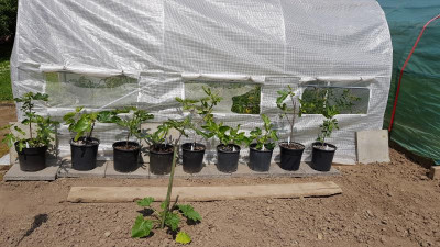 Feigen am Tomatenhaus.jpg