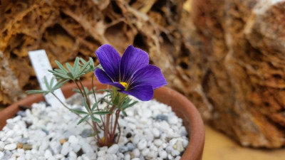 Oxalis lacinata ''Seven Bells''.jpg