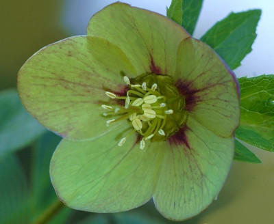 Helleborus_Martine_de_Smedt_1_25-03-2007.jpg