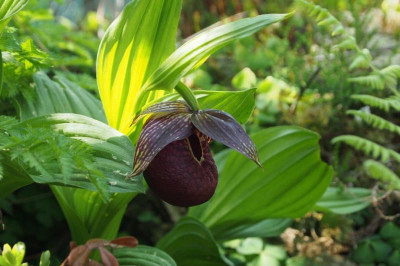 Cypripedium tibeticum2018a.jpg