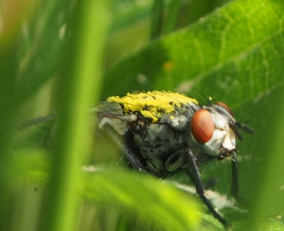 Pollenbesetztes Monster.jpg