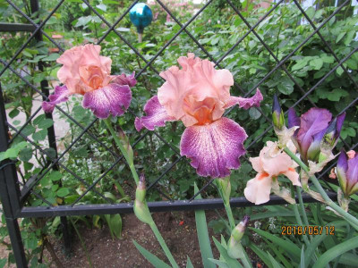 IMG_6797[1].JPG