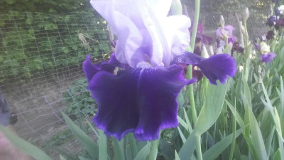 20180512_080956.jpg