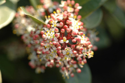 A2595_Large.JPG
