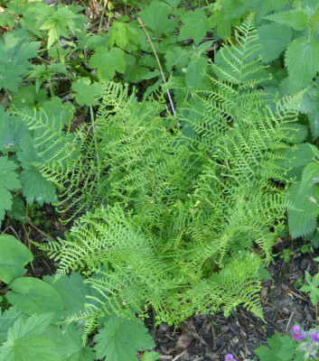 2018-05-12 Farne Dryopteris filix-mas 'Linearis Polydactyla'.jpg