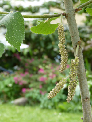 2018-05-12 Broussonetia papyrifera.jpg