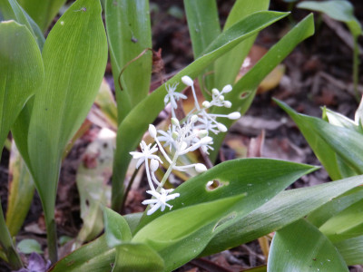 2018-05-12 Speirantha convallarioides.jpg