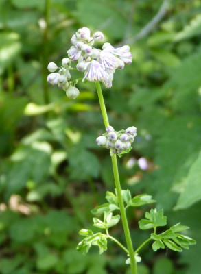 2018-05-12 Thalictrum.jpg