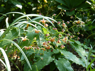 2018-05-12 Epimedium 'Maeglin' 1.jpg
