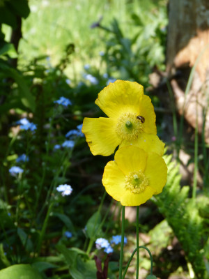 2018-05-12 Meconopsis cambrica.jpg