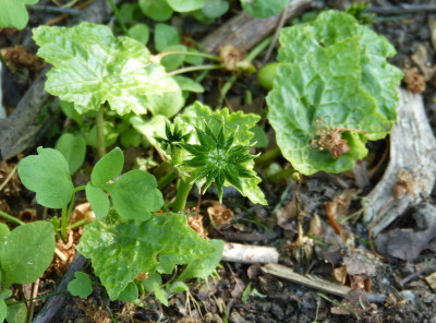 2018-05-12 Asteropyrum cavaleriei.jpg