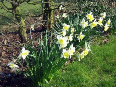 Narzissen_Buchenhecke_42862.jpg