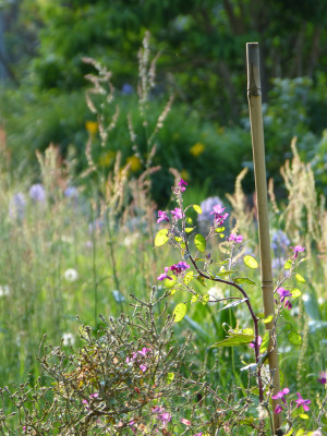 2018-05-12 Gartenimpressionen 1.jpg