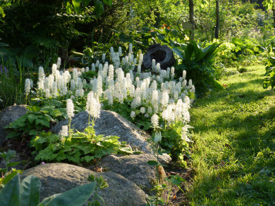 2018-05-12 Gartenimpressionen 4.jpg