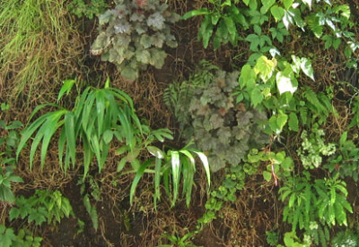 iris_heuchera_begonia_diver.jpg