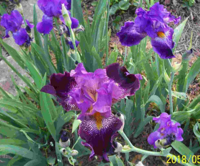 100_7487 Sämlinge blau-violett-mix.jpg