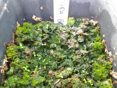 Clethra barbinervis Germination May 2018.jpg