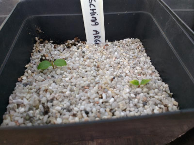 Schima argentea Germination May 2018.jpg